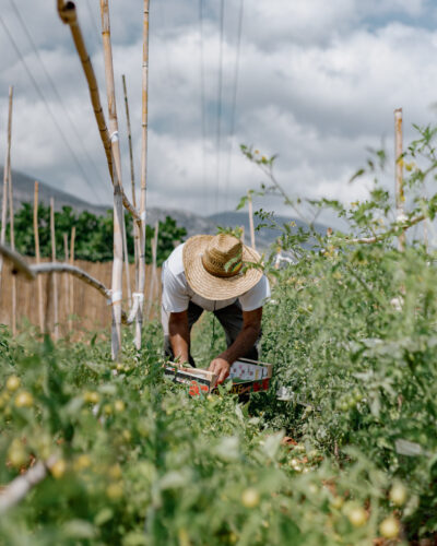 493_Organic Garden Phaea Farmers